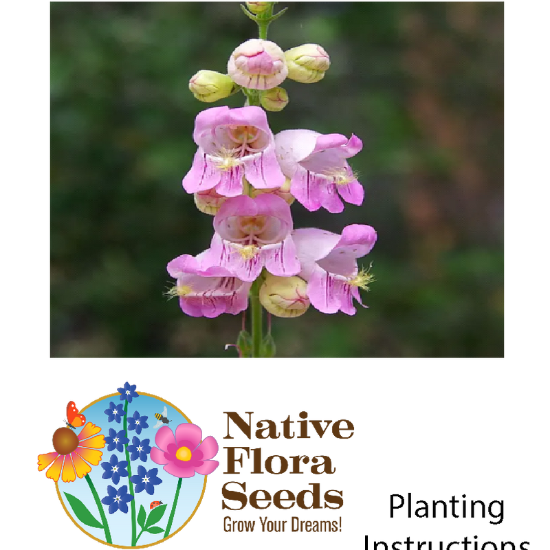 Palmer's Penstemon Seeds - Native Drought-Tolerant Wildflower Seeds