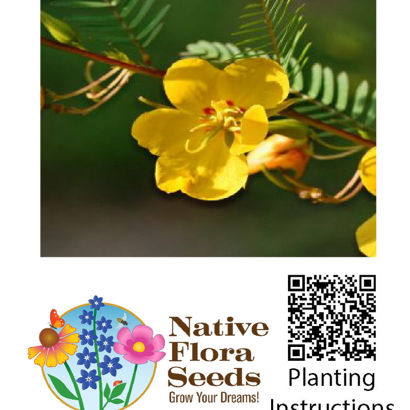 Partridge Pea Seeds - Native Annual Wildflower (Chamaecrista fasciculata) for Pollinator Gardens