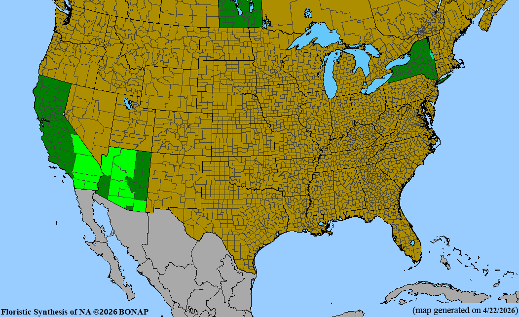 BONAP native range map for Phacelia campanularia