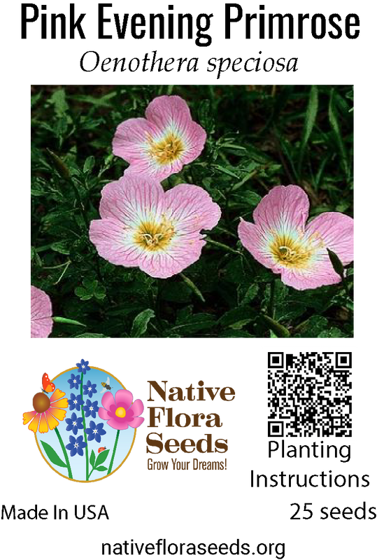 Pink Evening Primrose Seeds - Native Wildflower (Oenothera speciosa) for Cottage Gardens