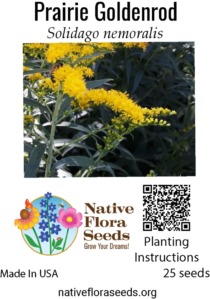 Prairie Goldenrod Seeds - Native Solidago ptarmicoides