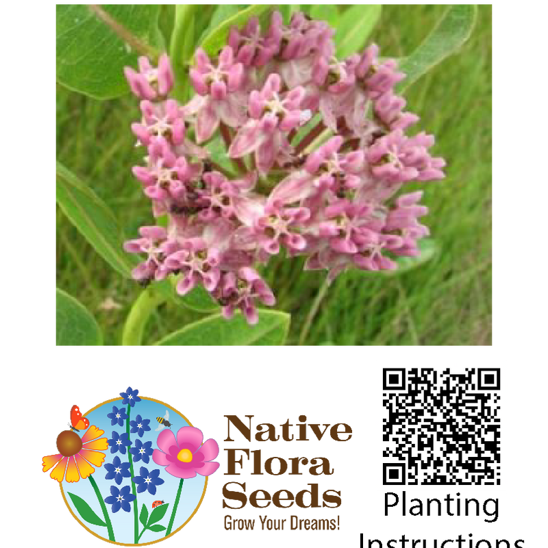 Prairie Milkweed Seeds - Native Wildflower (Asclepias speciosa) for Monarch Butterfly Gardens