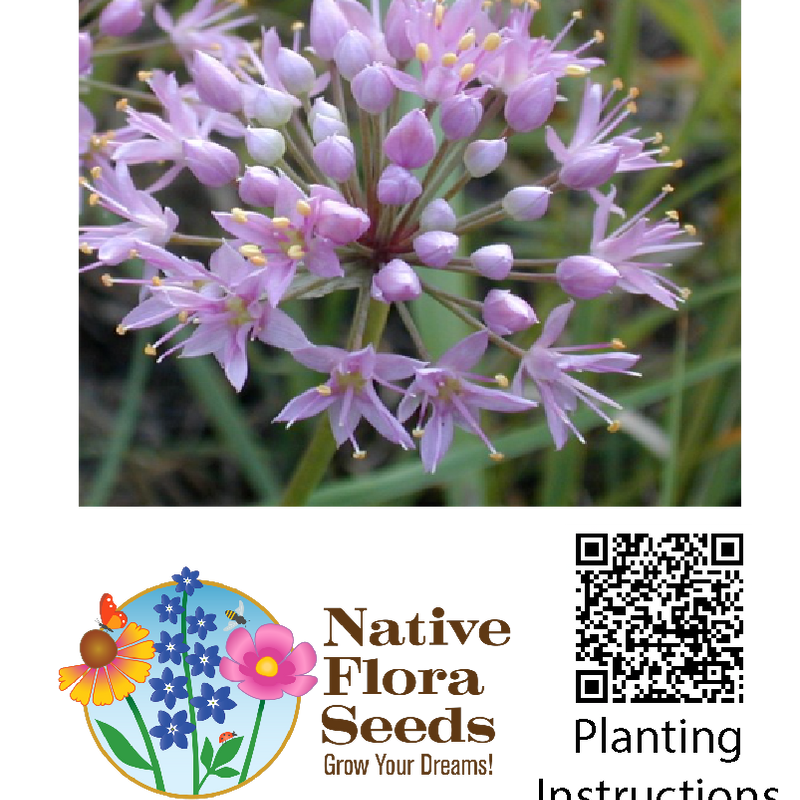 Prairie Onion Seeds - Native Wildflower (Allium drummondii) for Spring Gardens