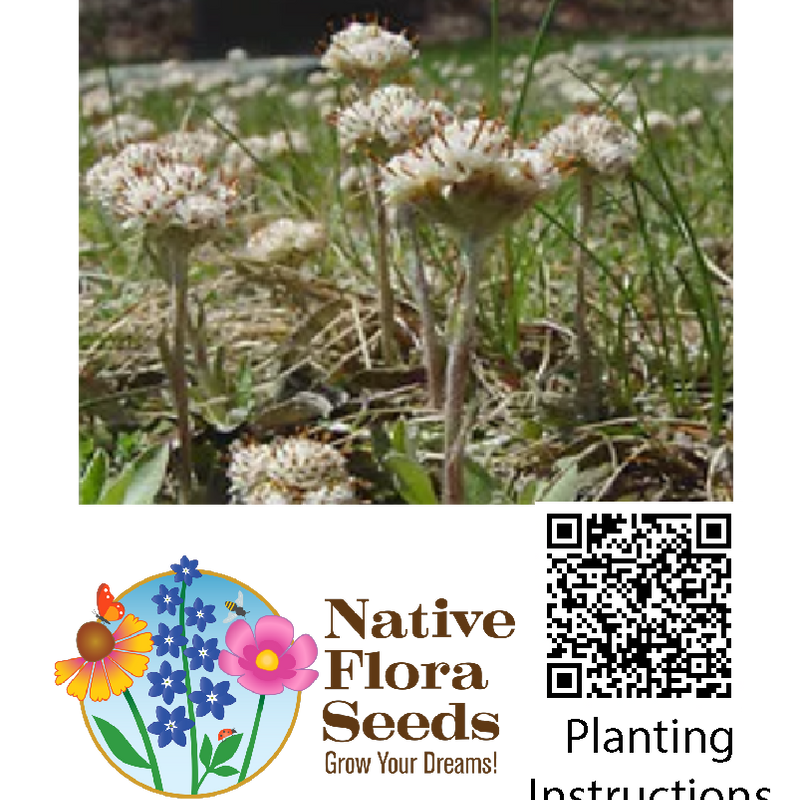 Prairie Pussytoes Seeds - Native Groundcover (Antennaria neglecta) for Rock Gardens
