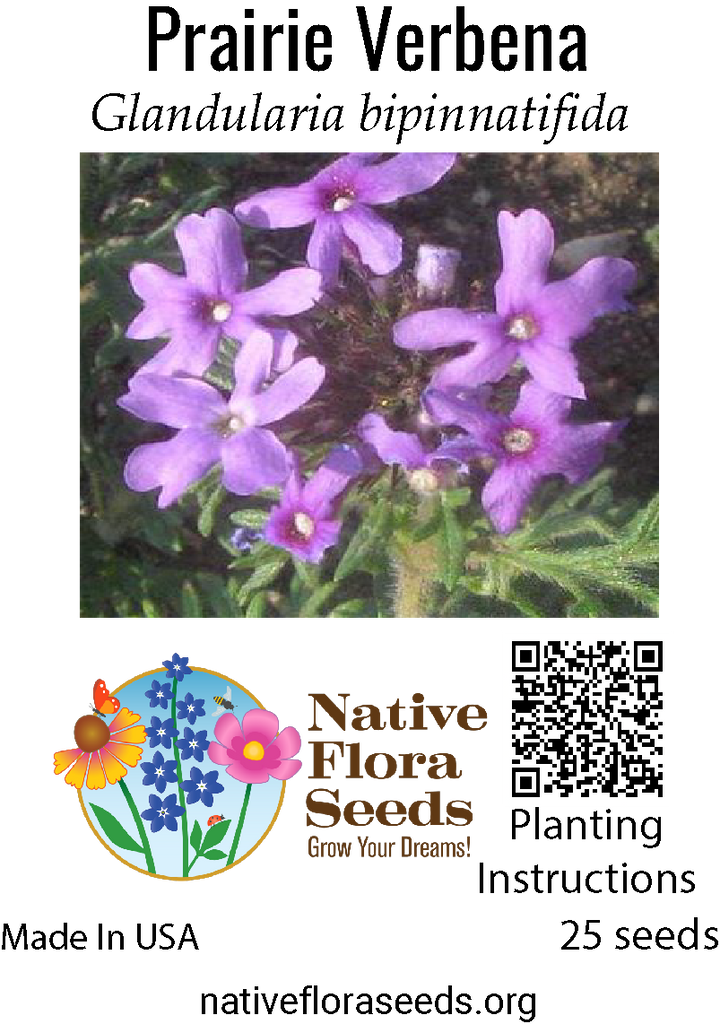 Prairie Verbena Seeds - Native Glandularia bipinnatifida