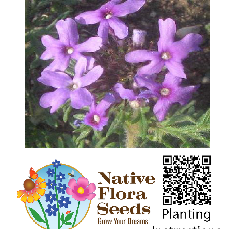 Prairie Verbena Seeds - Native Wildflower (Glandularia bipinnatifida) for Continuous Blooming Gardens