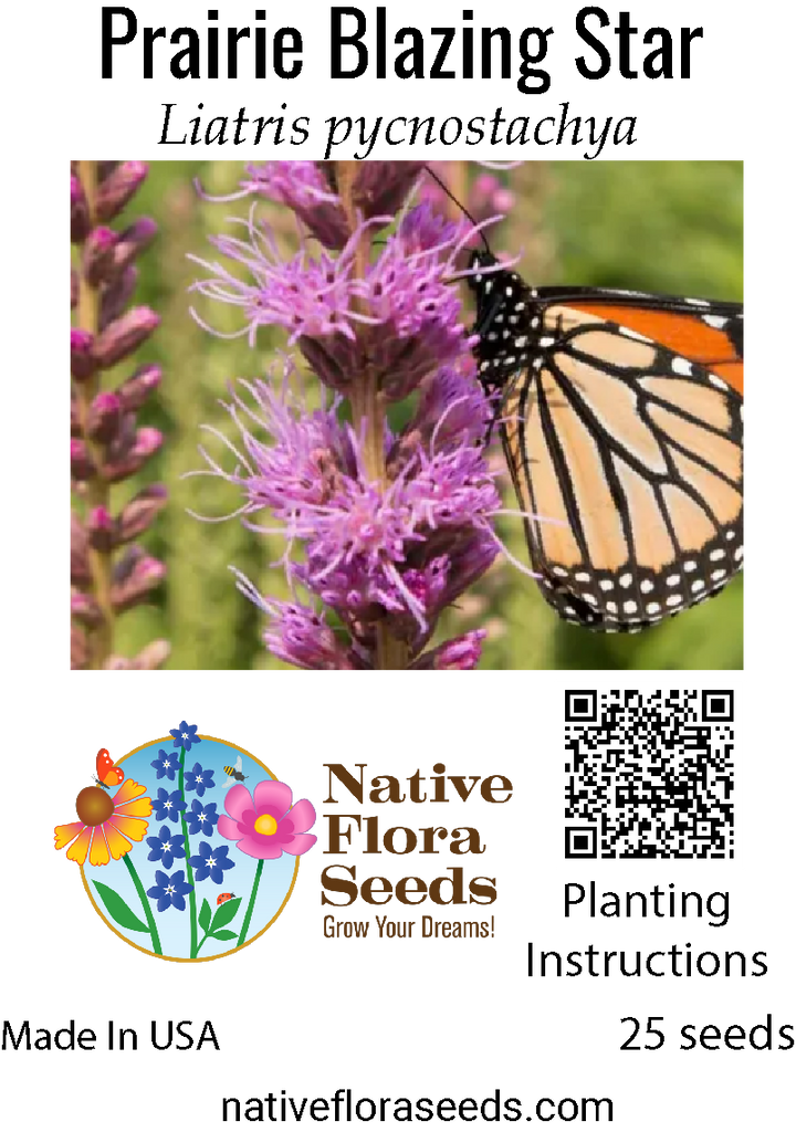 blazing star flower seeds Prairie Blazing Star Seeds - Native Liatris pycnostachya