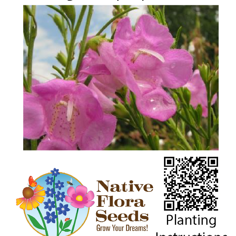 Purple False Foxglove Seeds - Native Wildflower (Agalinis purpurea) for Late Summer Gardens