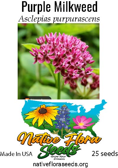 Purple Milkweed