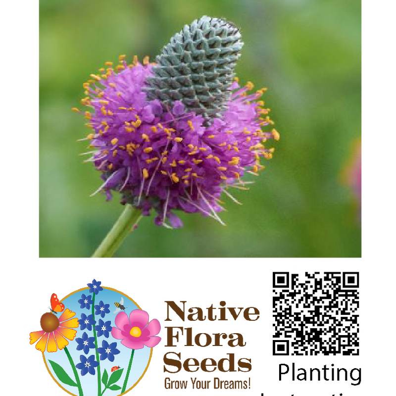 Purple Prairie Clover Seeds - Native Wildflower (Dalea purpurea) for Pollinator Gardens