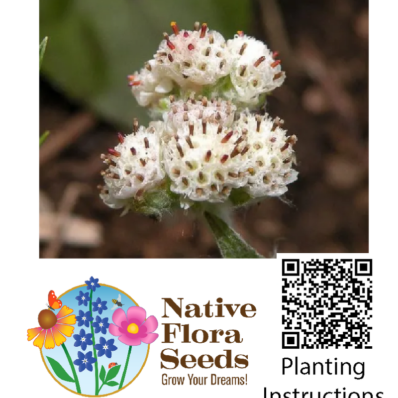native plant seeds near me Plantain-Leaved Pussytoes Seeds