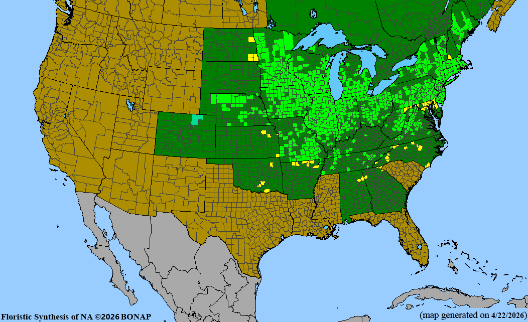 BONAP native range map for Pycnanthemum virginianum