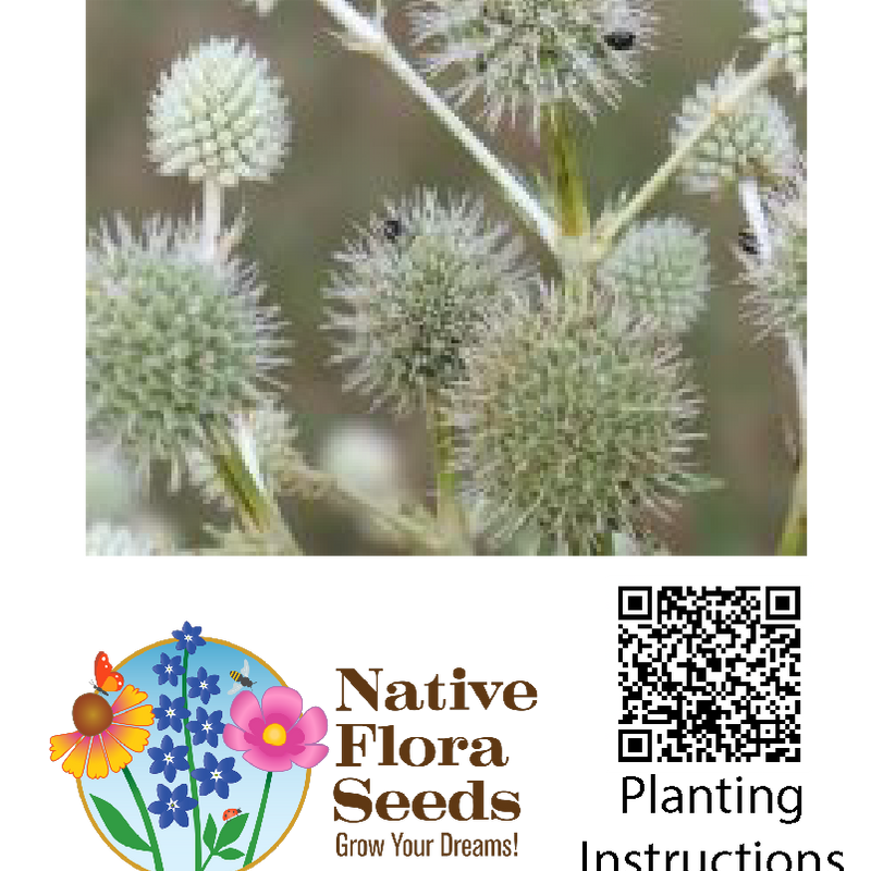 Rattlesnake Master Seeds - Native Wildflower (Eryngium yuccifolium) for Prairie Gardens