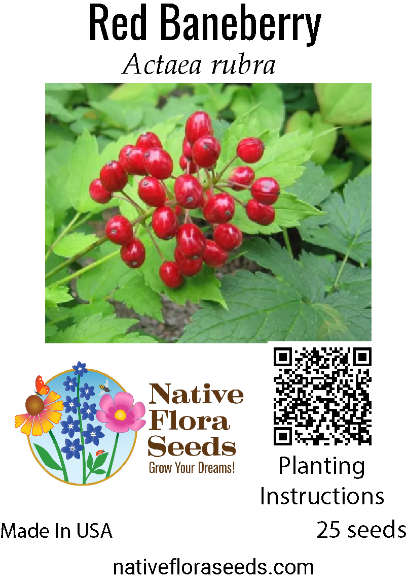 Red Baneberry Seeds - Native Actaea rubra | Woodland Shade Wildflower ...
