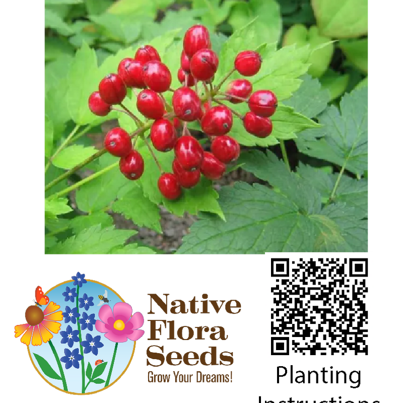 Red Baneberry Seeds - Native Woodland Wildflower (Actaea rubra) for Shade Gardens