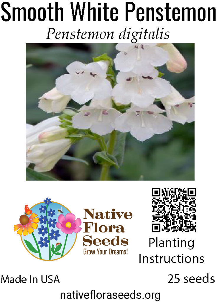 Smooth White Penstemon Seeds - Native Penstemon Digitalis