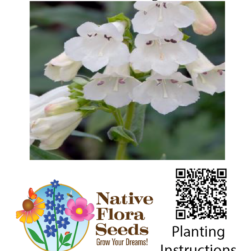 Smooth White Penstemon Seeds - Native Penstemon Digitalis | Hummingbird Magnet Wildflower