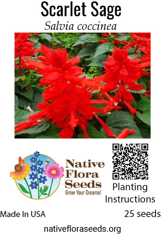 Scarlet Sage Seeds - Native Wildflower (Salvia coccinea) for Hummingbird Gardens