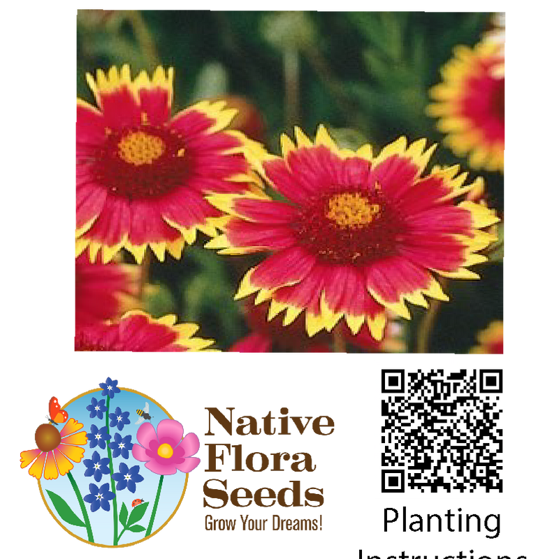 Blanket Flower