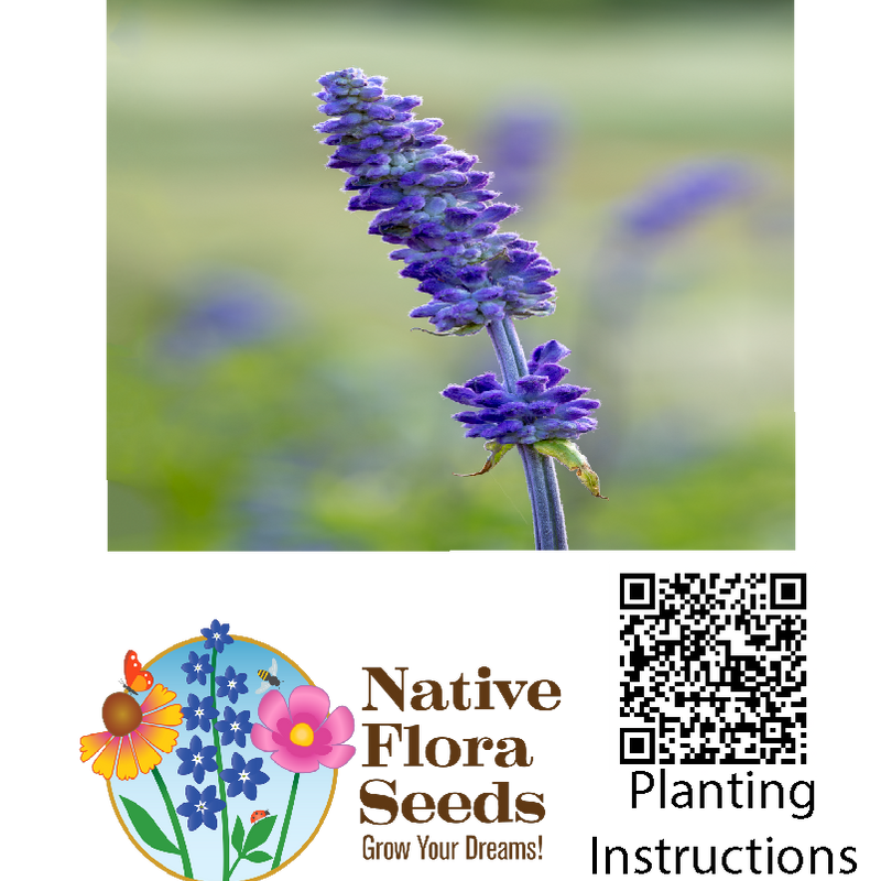 Mealy Blue Sage Seeds - Premium Salvia farinacea for Hummingbird Gardens