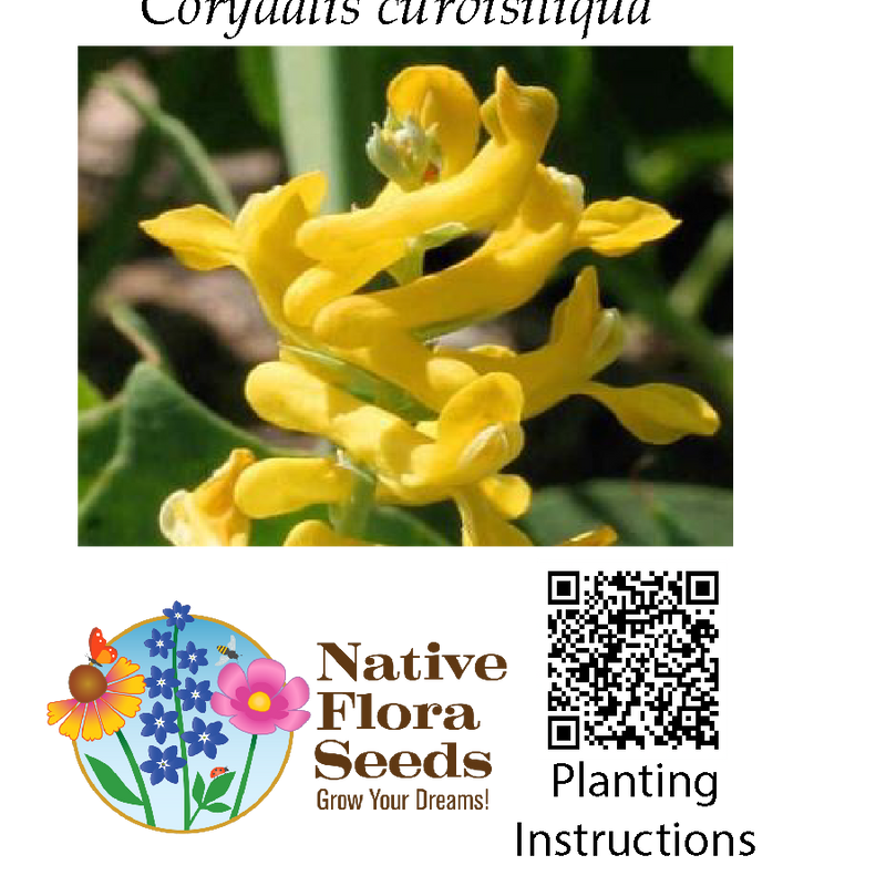 Scrambled Eggs Seeds - Native Wildflower (Corydalis aurea) for Spring Gardens