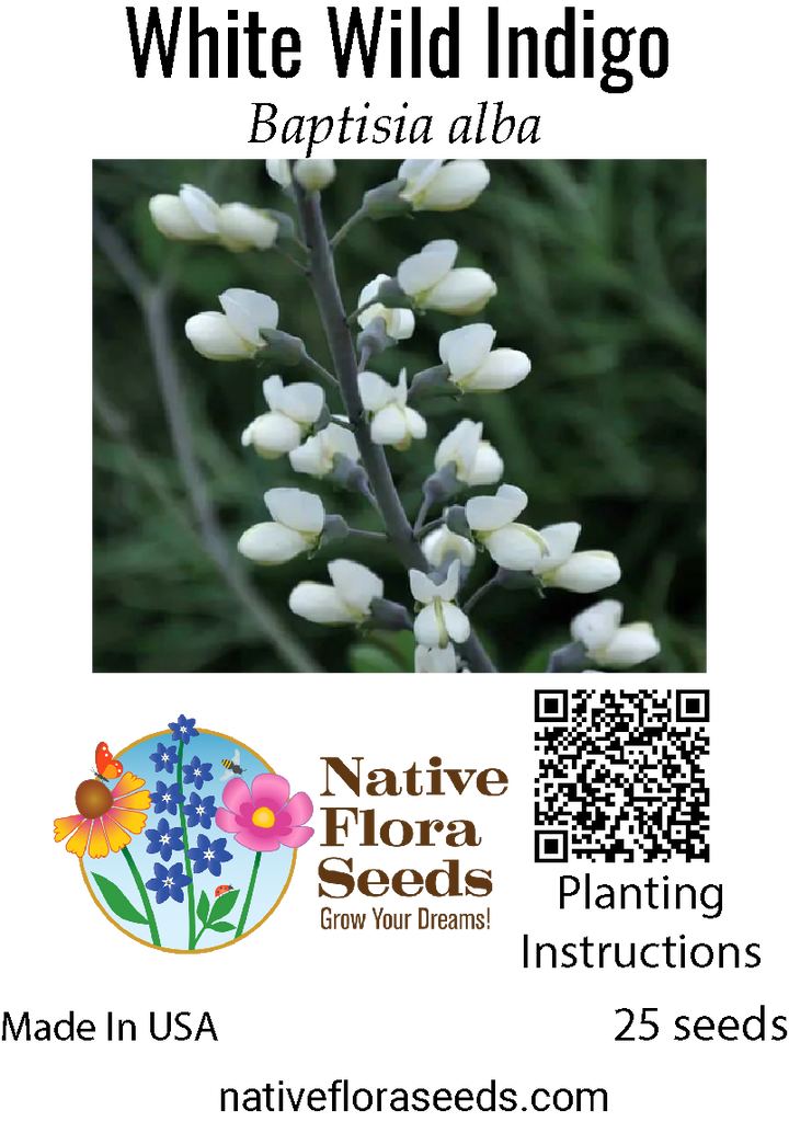 planting baptisia seeds White Wild Indigo Seeds - Native Baptisia Alba