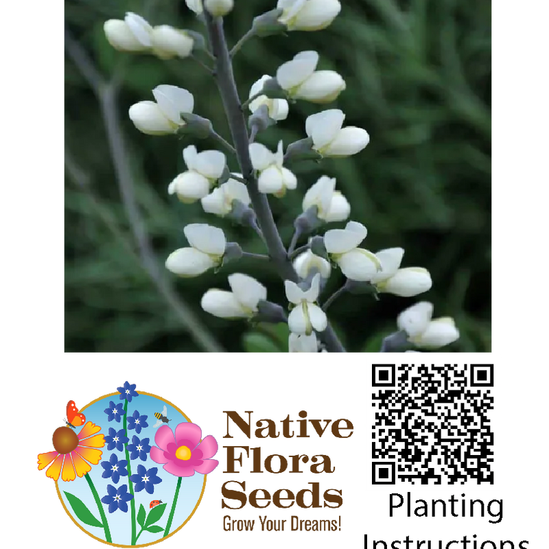 White Wild Indigo Seeds - Native Baptisia Alba | Nitrogen-Fixing Prairie Wildflower