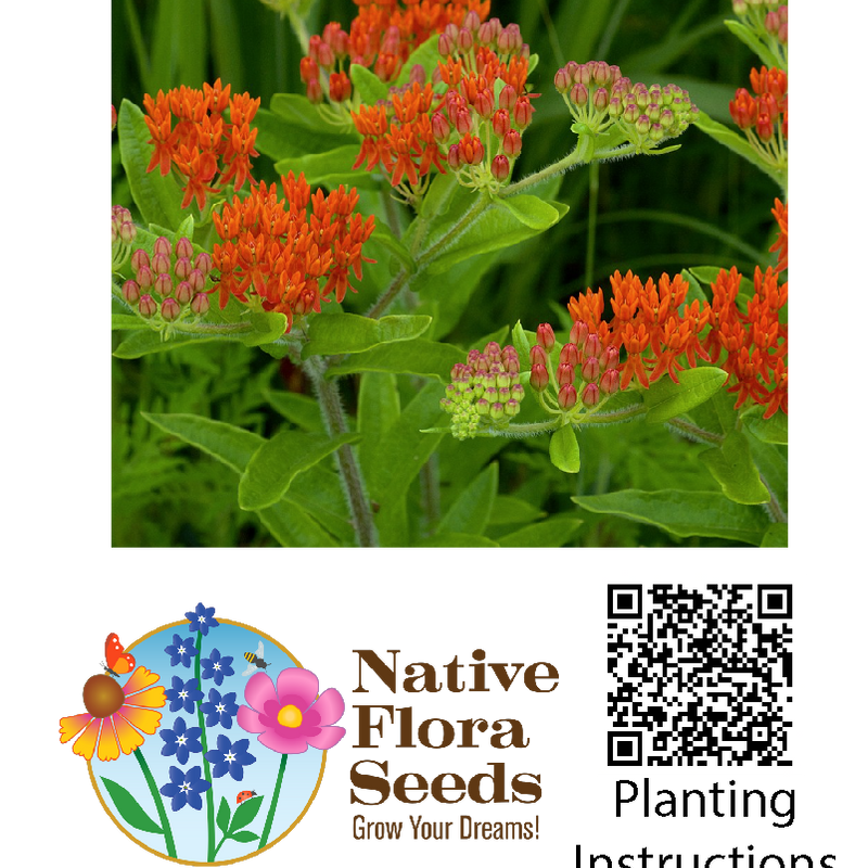 Butterfly Milkweed Seeds - Native Orange Wildflower for Monarch Gardens