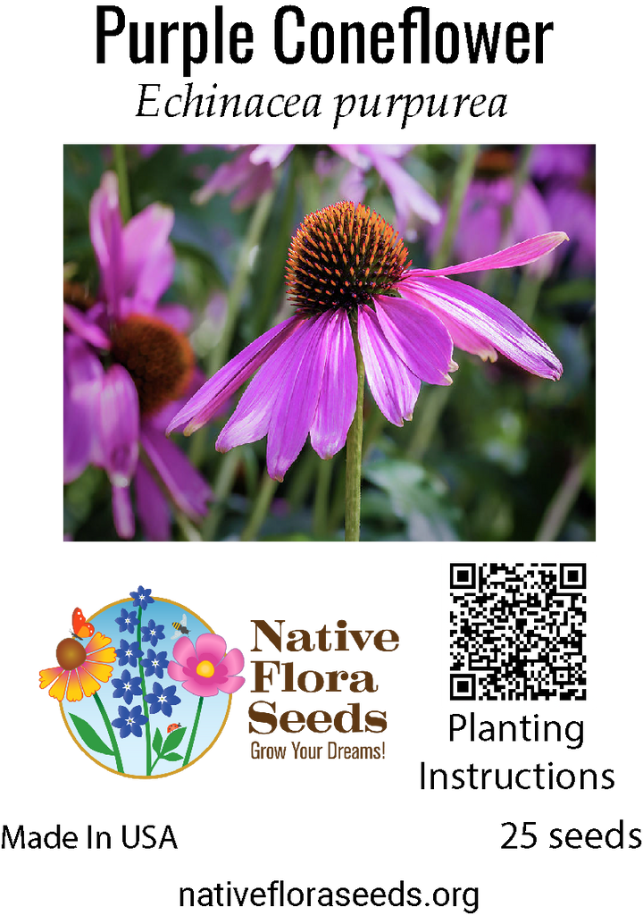 cold stratify echinacea seeds Purple Coneflower (Echinacea) 5G