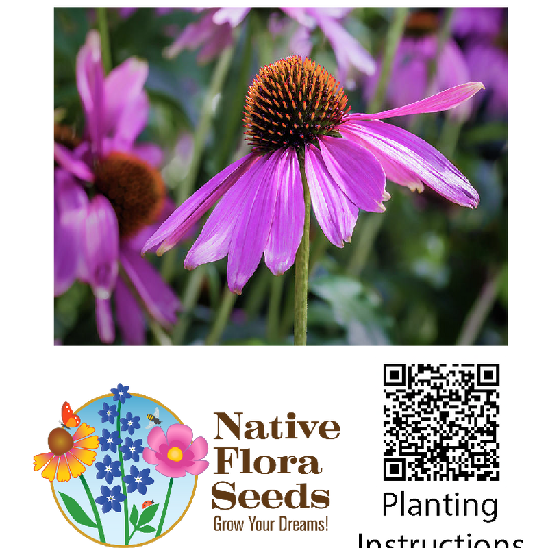 Purple Coneflower Seeds - Native Wildflower (Echinacea purpurea) for Pollinator Gardens