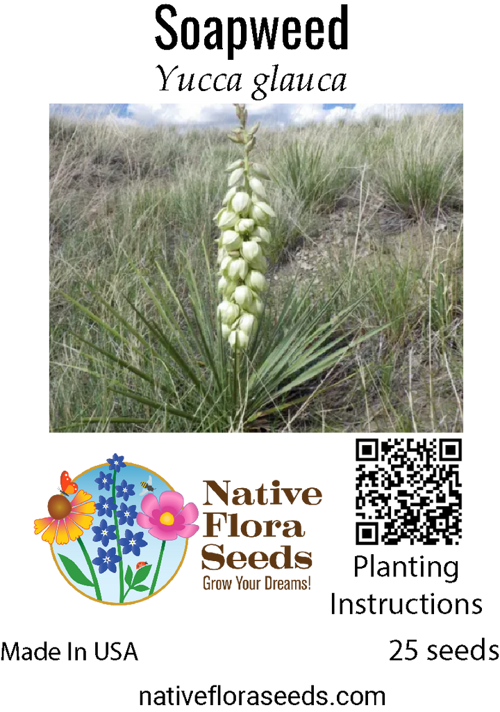 Soapweed Yucca Seeds - Yucca Glauca