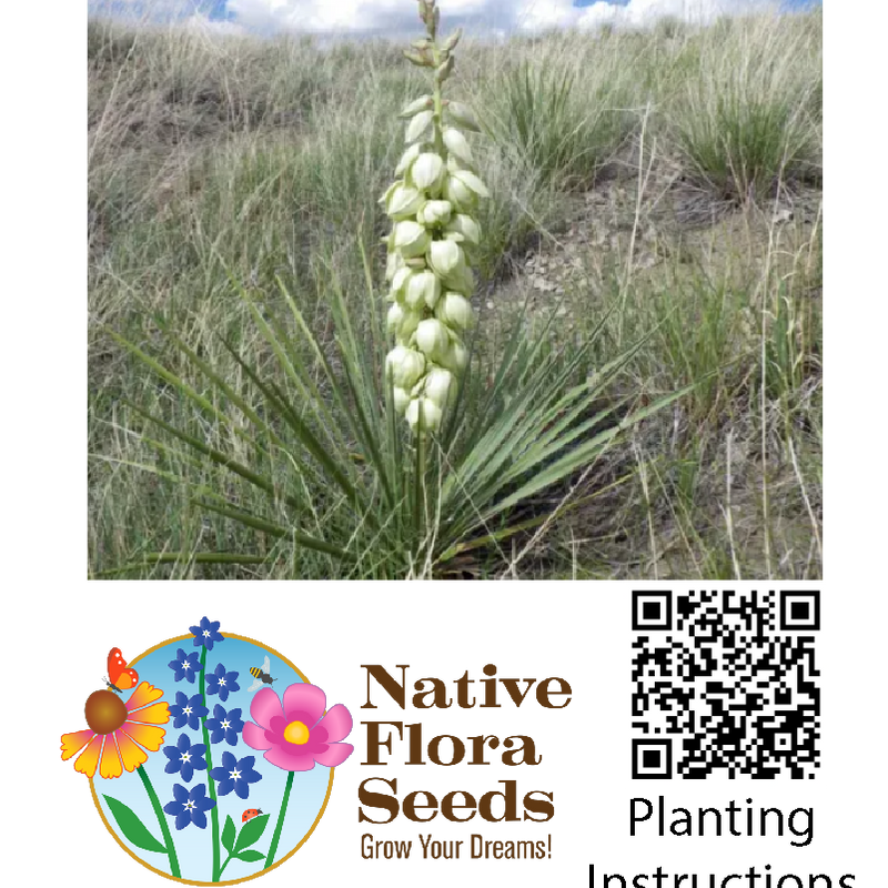 Soapweed Yucca Seeds - Native Drought-Tolerant Plant (Yucca glauca)