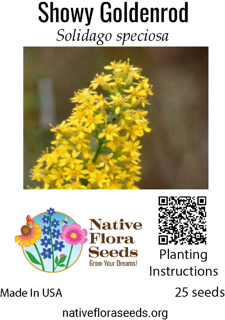 goldenrod flower seeds Showy Goldenrod Seeds - Native Solidago Speciosa