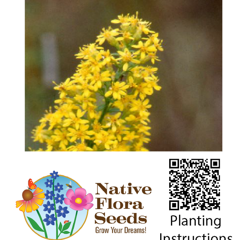 Showy Goldenrod Seeds - Native Solidago Speciosa | Golden Fall Monarch Magnet