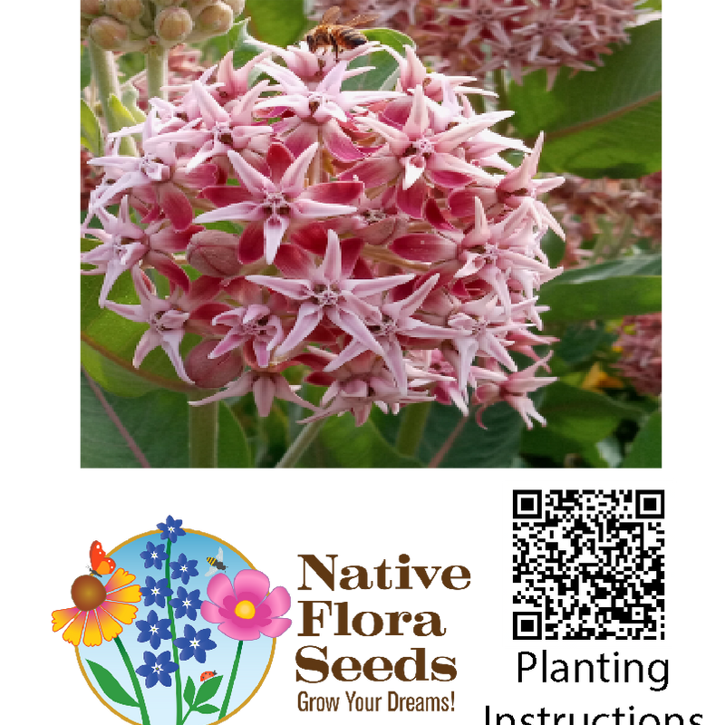 Showy Milkweed Seeds - Native Asclepias Speciosa | Premium Monarch Butterfly Host Plant
