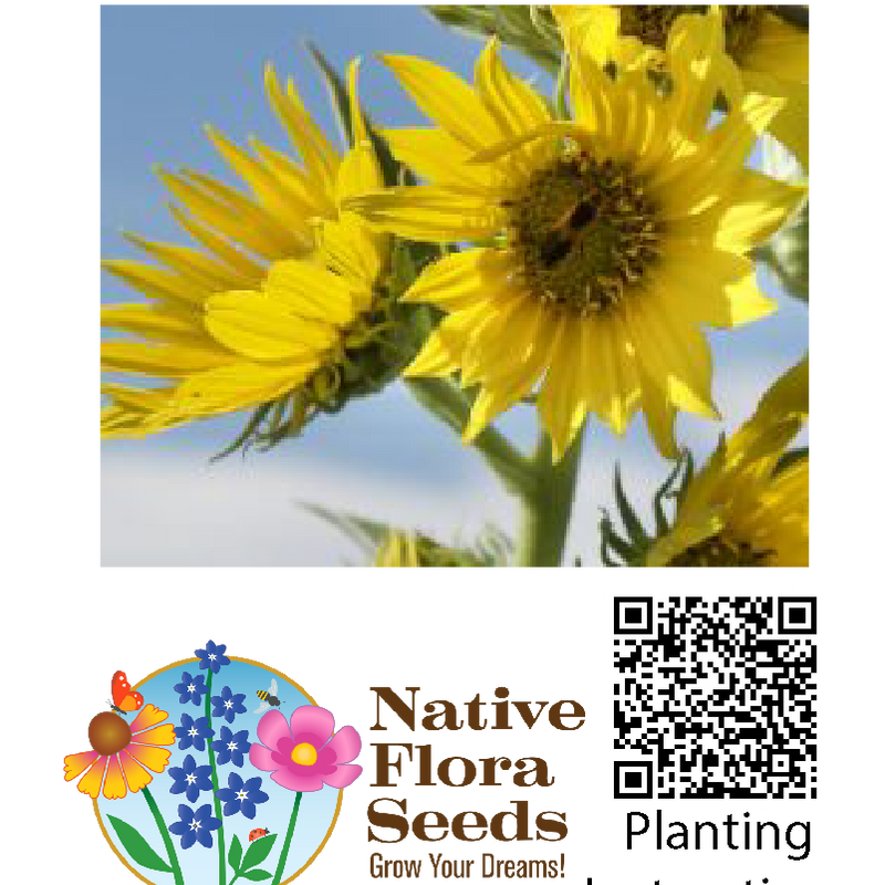Maximilian Sunflower Seeds - Native Helianthus Maximiliani | Tall Prairie Wildflower