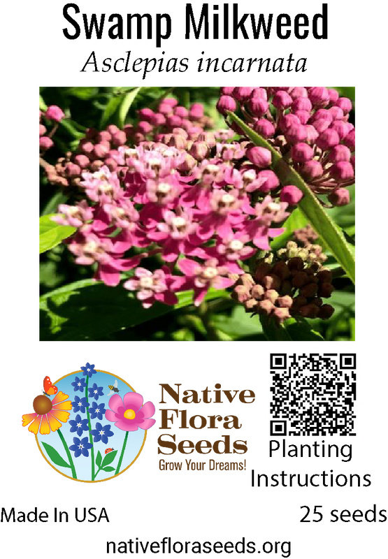 Swamp Milkweed Seeds - Native Monarch Butterfly Host Plant (Asclepias incarnata)