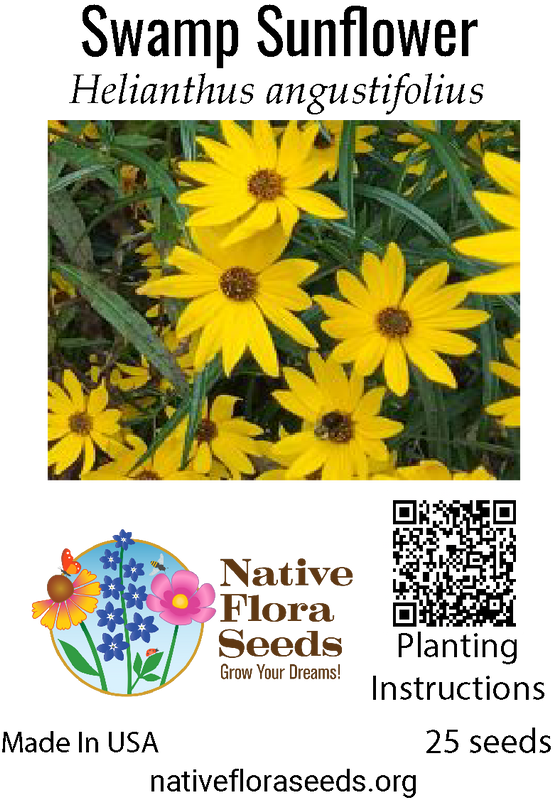 Swamp Sunflower Seeds - Native Helianthus Angustifolius for Wetland Gardens