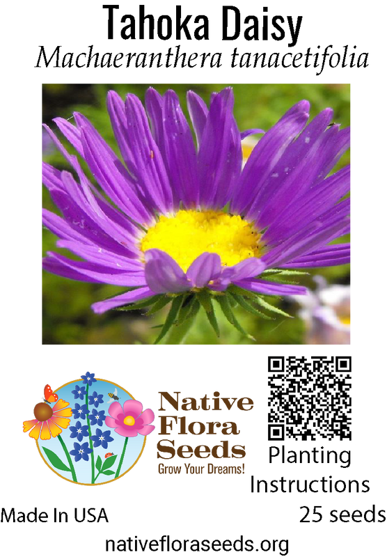 Tahoka Daisy Seeds - Native Purple Prairie Wildflower (Machaeranthera tanacetifolia)