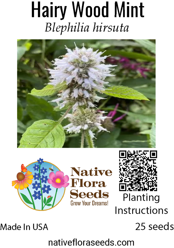 Hairy Wood Mint Seeds - Native Shade Wildflower | NativeFloraSeeds.org
