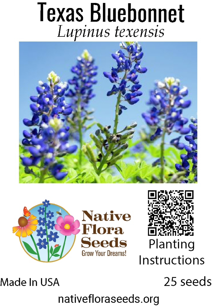 planting bluebonnets from seed Texas Bluebonnet Seeds - Official State Flower