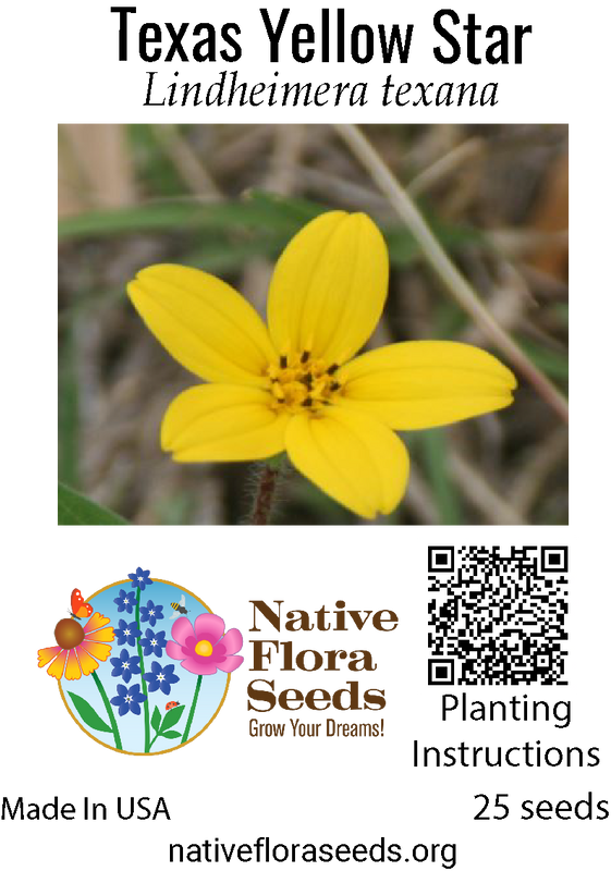 Texas Yellow Star Seeds - Native Lindheimera Texana | Rare Texas Endemic Wildflower