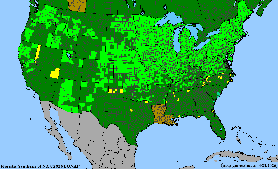 BONAP native range map for Verbena hastata