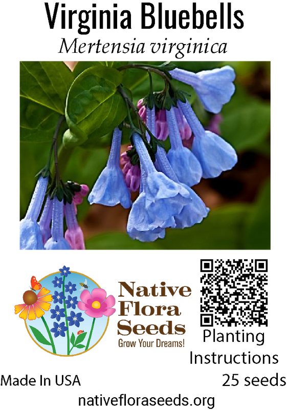 Virginia Bluebells Seeds - Native Mertensia Virginica | Early Spring Wildflower