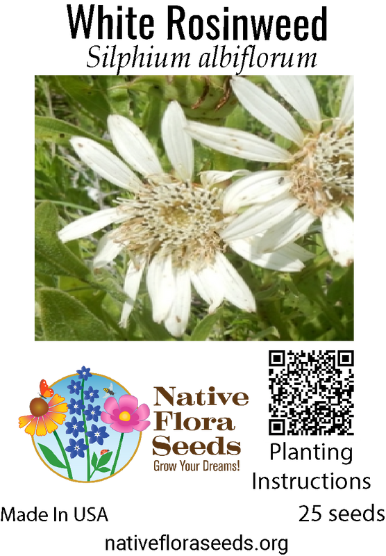White Rosinweed