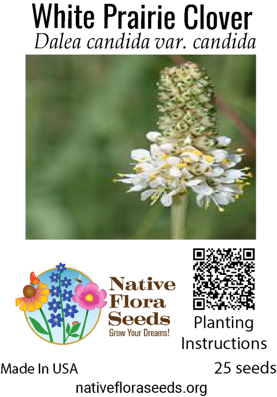 White Prairie Clover Seeds - Native Dalea Candida | Nitrogen-Fixing Wildflower