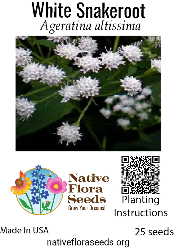 White Snakeroot Seeds - Native Ageratina Altissima | Shade-Loving Woodland Wildflower