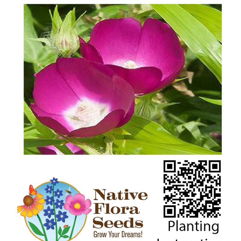 Wine Cup Seeds - Native Callirhoe Leiocarpa | Drought-Tolerant Magenta Ground Cover