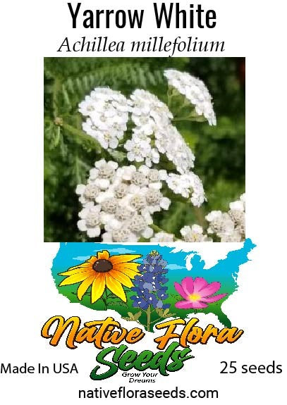 Native Yarrow Map Yarrow White – NativeFloraSeeds.org