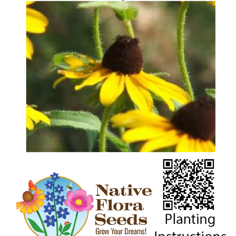 Yellow Coneflower Seeds - Native Ratibida Pinnata | Prairie Wildflower for Pollinator Gardens